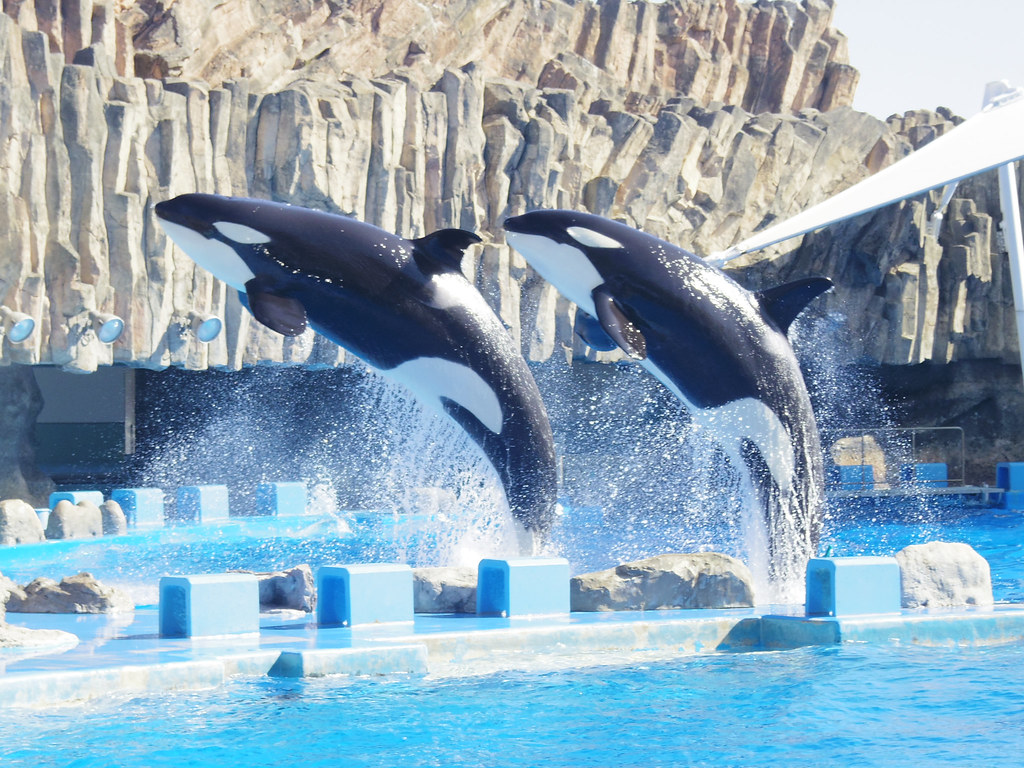 Stella & Lynn Killer whale training at Port of Nagoya Aqua