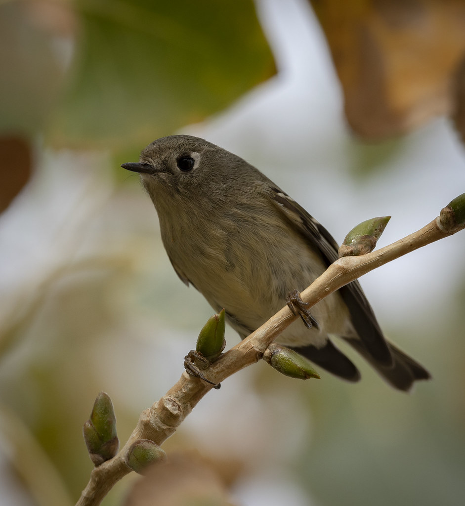 Rubycrowned Kinglet Higley and Ocotillo Ponds Nikon d7500… Flickr