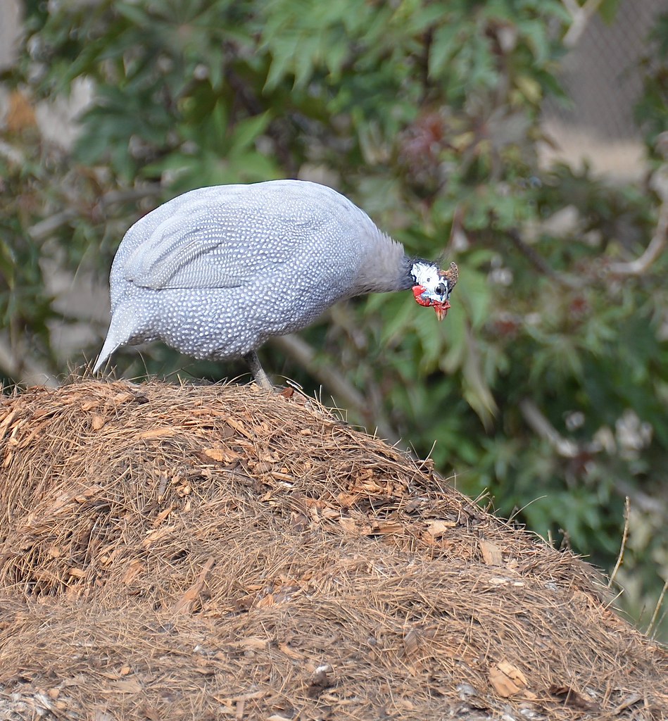 Domestic Guinea Fowl TRV Community Gardens San Diego Steve Peck