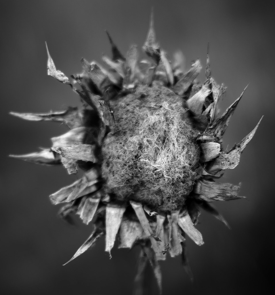 Dried out dead flower Jacob Mogey Flickr