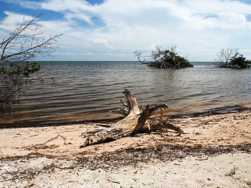 Stumped at Coupon Bight Aquatic Preserve While the shoreli… Flickr