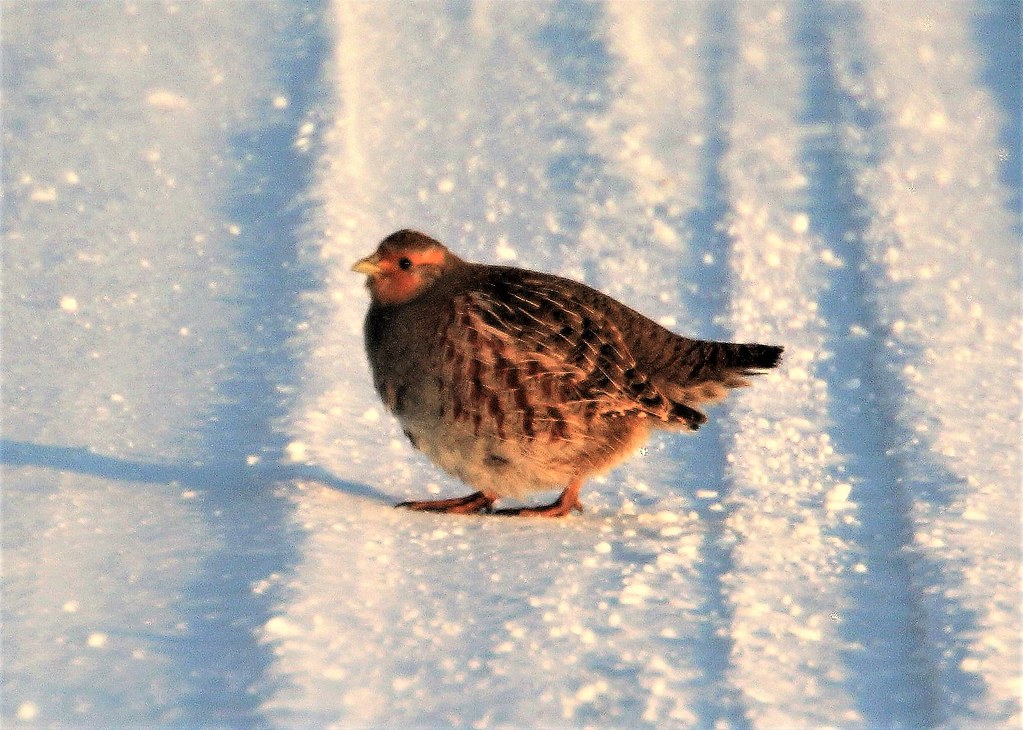 Chubby Partridge Chubby partridge is nowadays quite Flickr