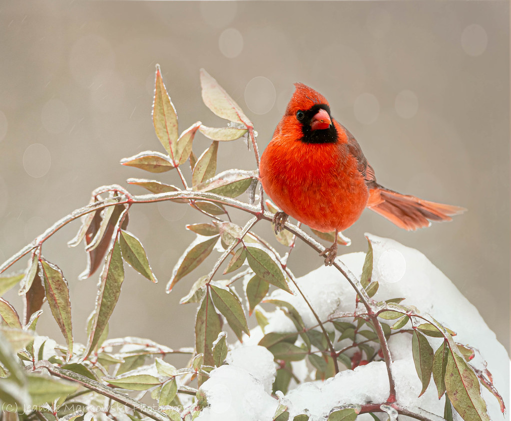Sunflowers Ellicott City at Phillip Hoskins blog