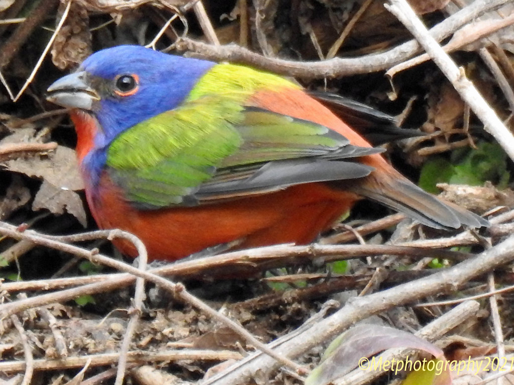 Painted bunting Great Falls, Md; C&O canal, Potomac river,… marsha