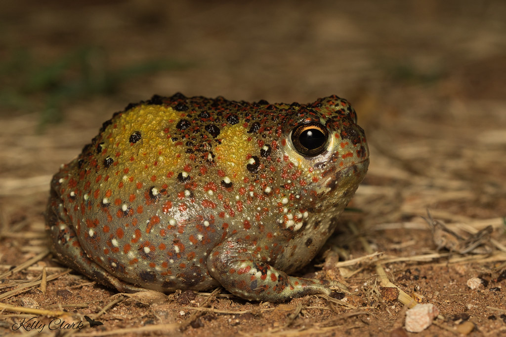 Flickriver Most interesting photos tagged with holycrossfrog