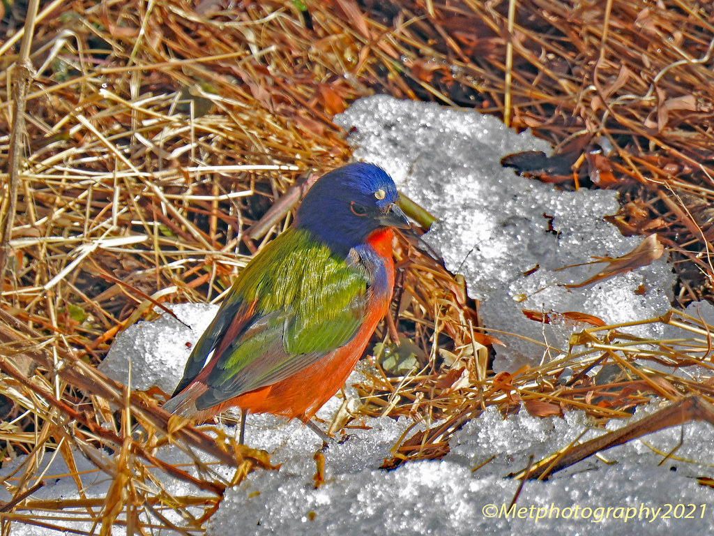 Painted Bunting Great Falls,MD; C&O canal, Potomac river marsha