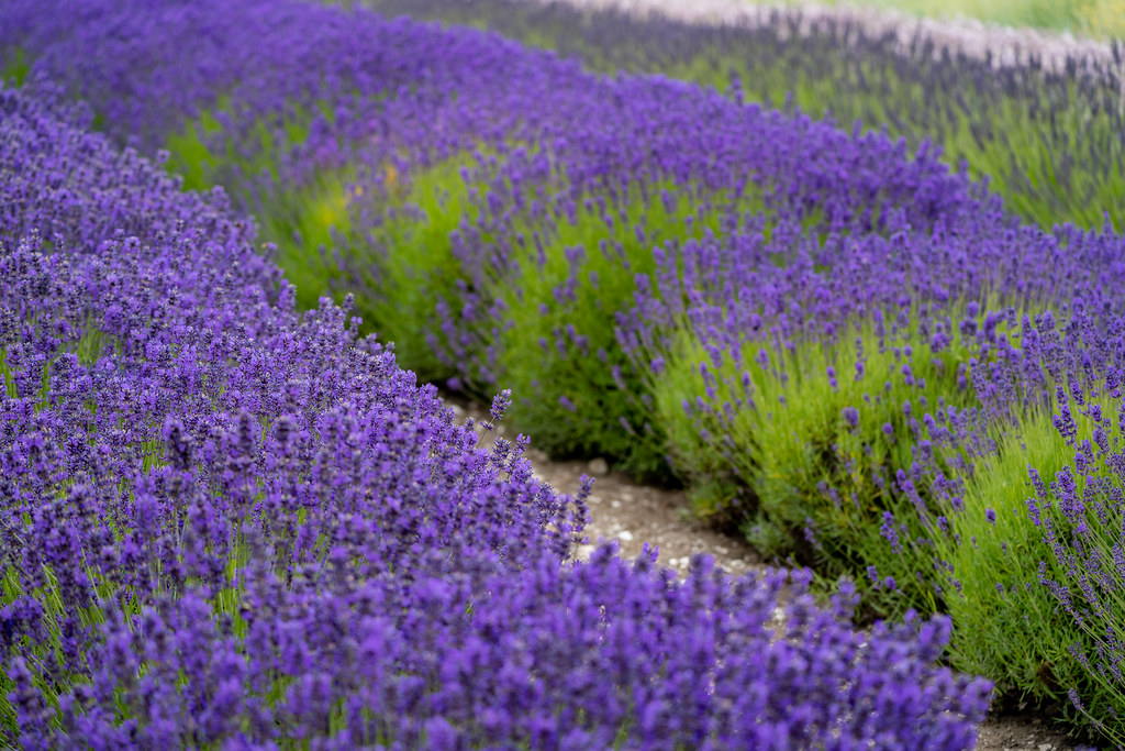 Rows of lavender flower plants in bloom at a lavender fiel… Flickr