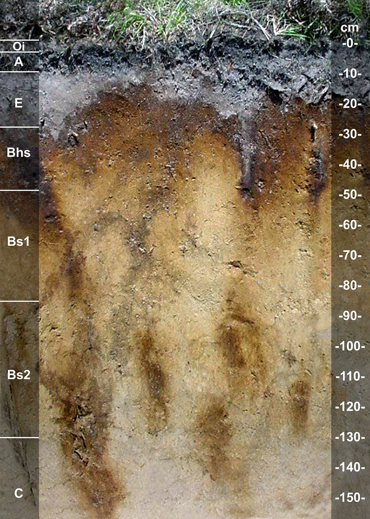 Kalkaska soil series Michigan State Soil The Kalkaska seri… Flickr