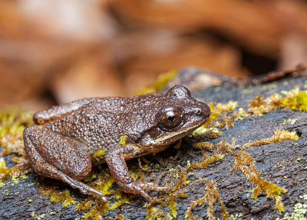 Collinses' Mountain Chorus Frog(Pseudacris) Collinses' Mou… Flickr