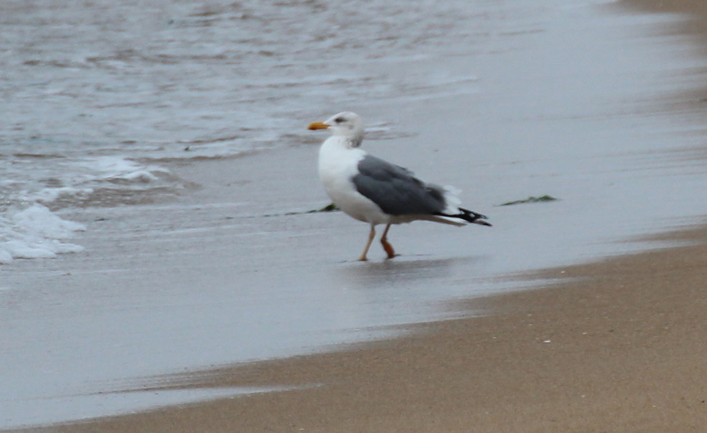IMG_1834 Herring Gull (vega subspecies) Gary Leavens Flickr