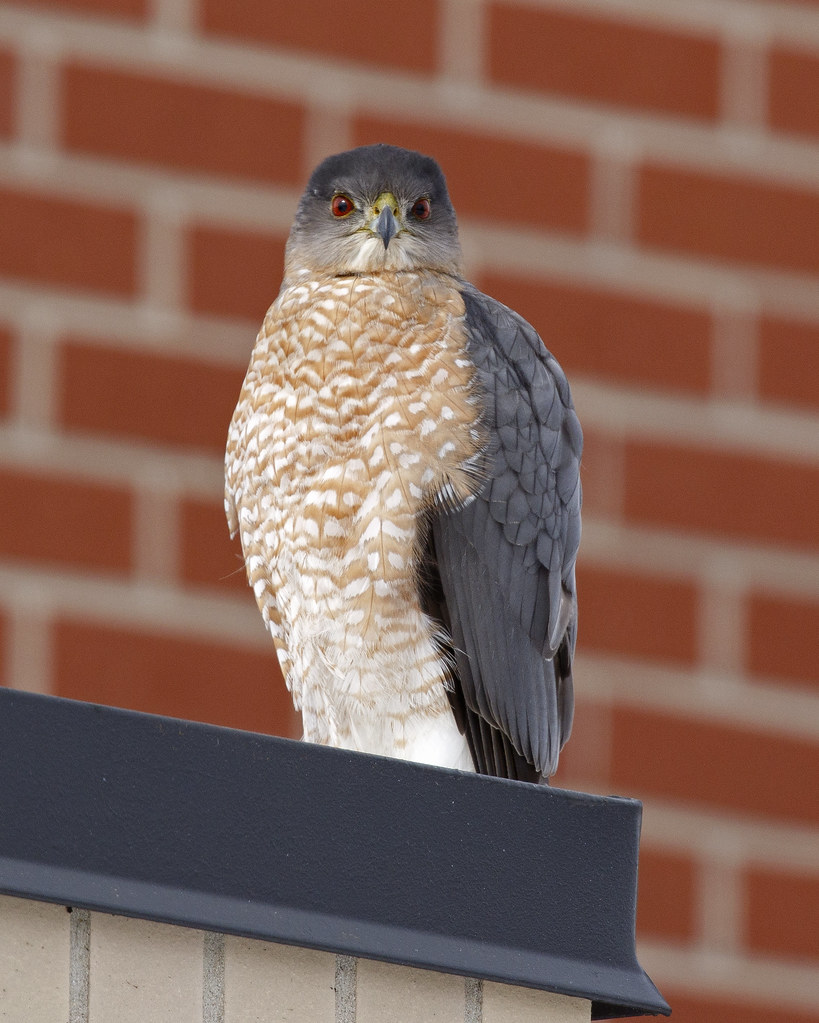 Cooper's Hawk Springfield, IL Eric Mace Flickr