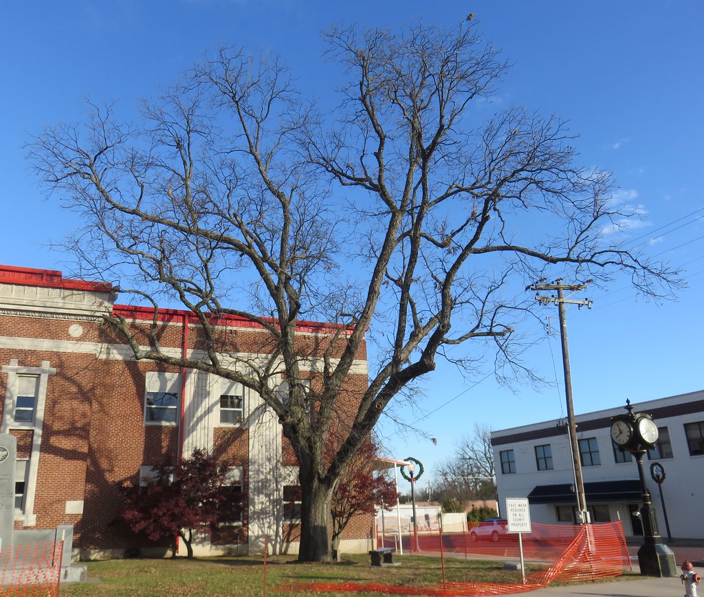 Seminole Whipping Tree (Wewoka, Oklahoma) The Seminole Whi… Flickr