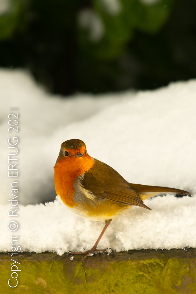 Robin / Erithacus rubecula Taken at Bradgate Park Northw… Flickr