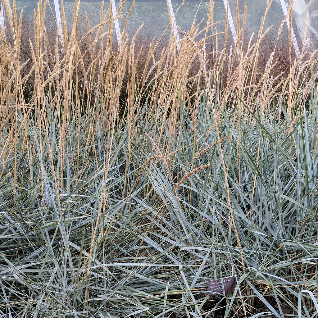 Leymus arenarius Blue Lyme grass 1 Leymus arenarius is a… Flickr