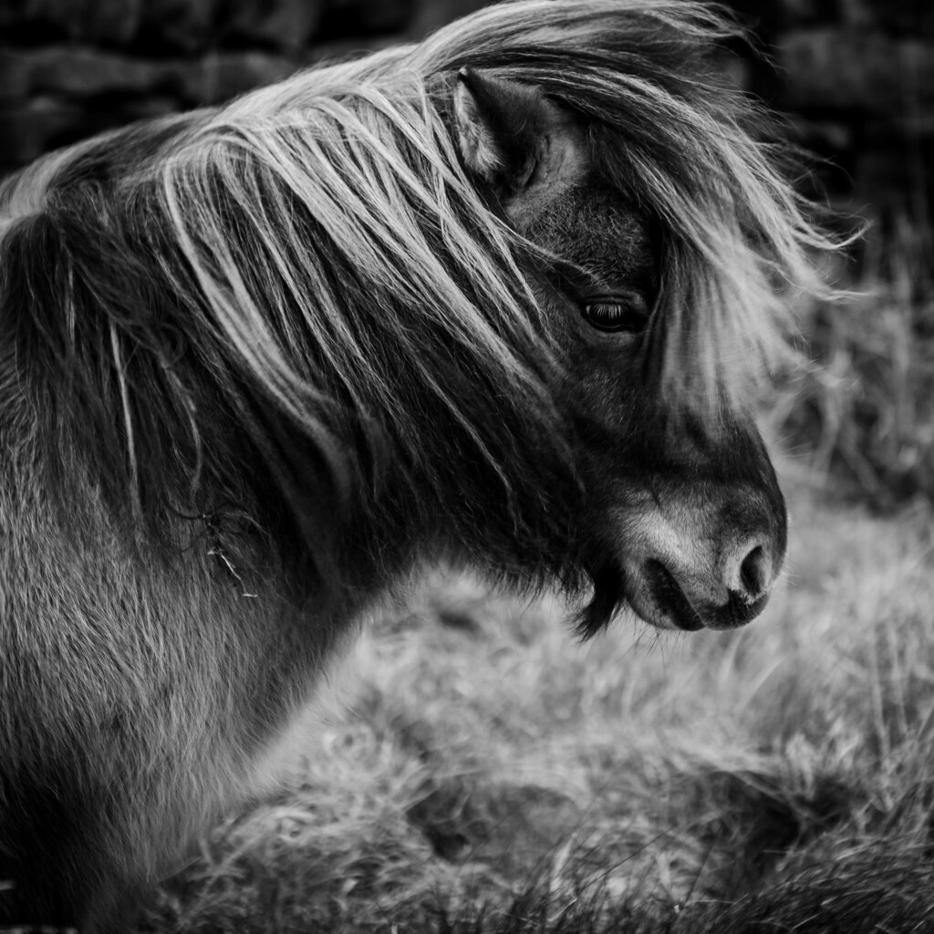 Missing using Nikon Pony up in Holmfirth Wesley Menzies Flickr