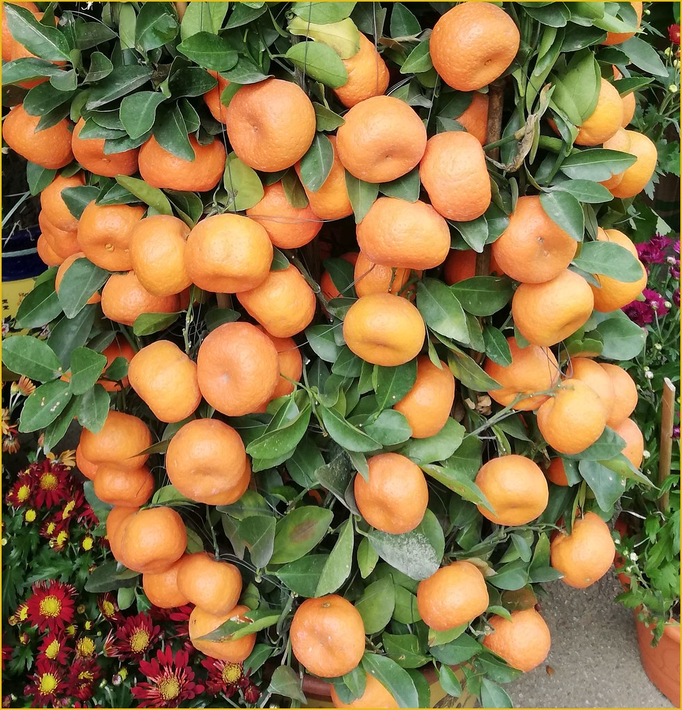 Lime plant for lunar new year Mandarin oranges and limes a… Flickr