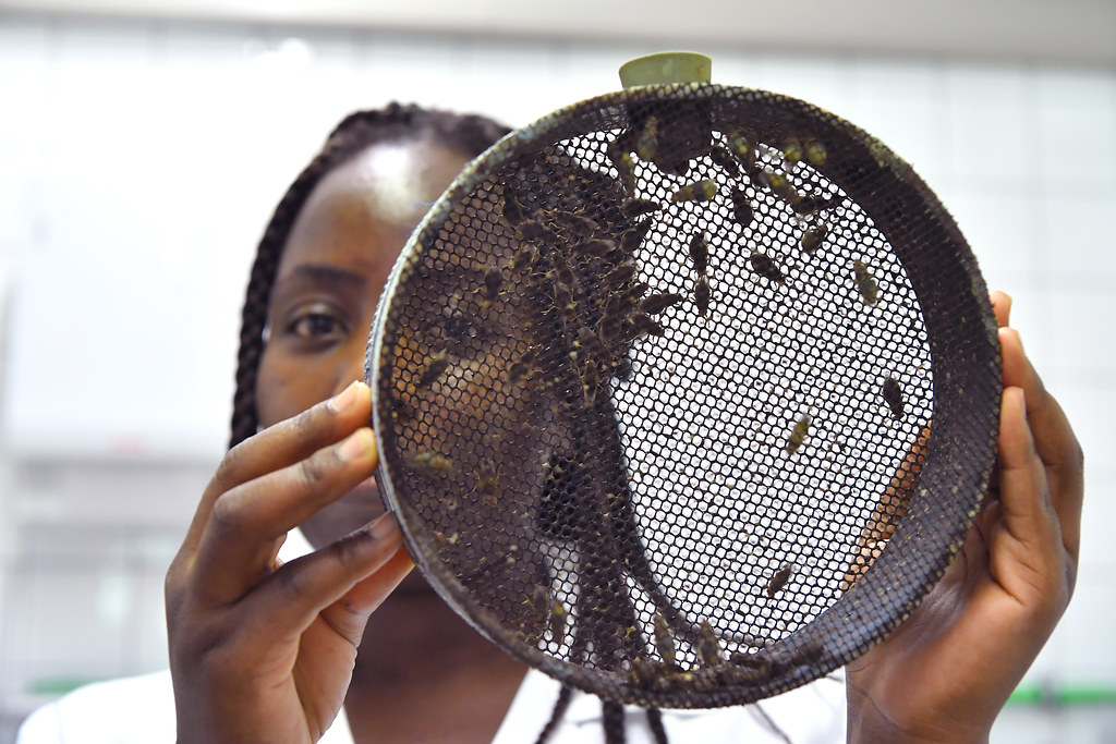 Insect Pest Control Laboratory 11 Feb 2021 Flickr