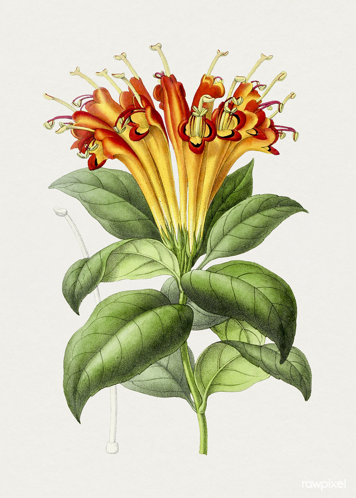 Hand drawn honeysuckle flower. Original from Biodiversity … Flickr