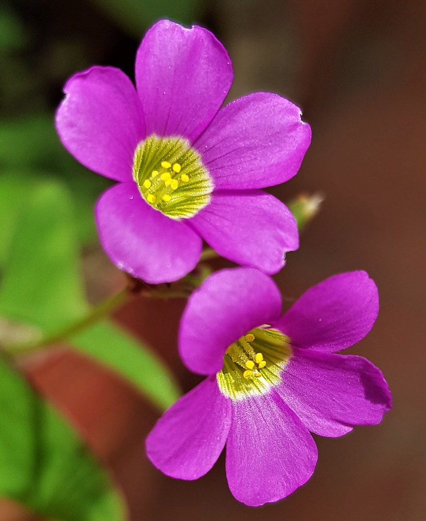 Wild Oxalis flowers, closeup Binu Aiyappan Flickr