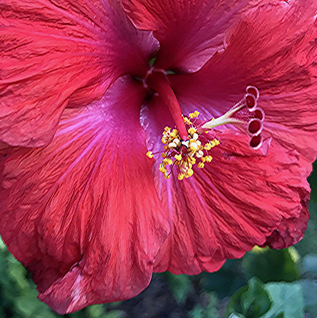 Red Hibiscus in all its glory! Explore Feb 13, 20211 315 … Flickr