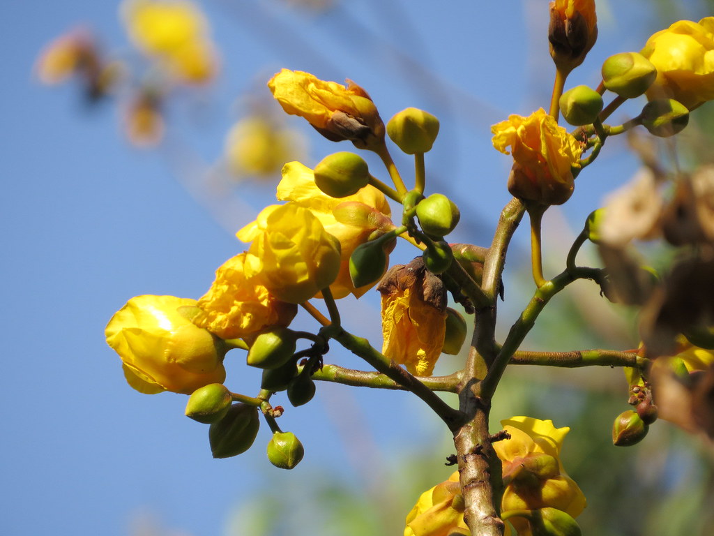 IMG_2299 Cochlospermum religiosum, Yellow silk cotton/aras… Flickr