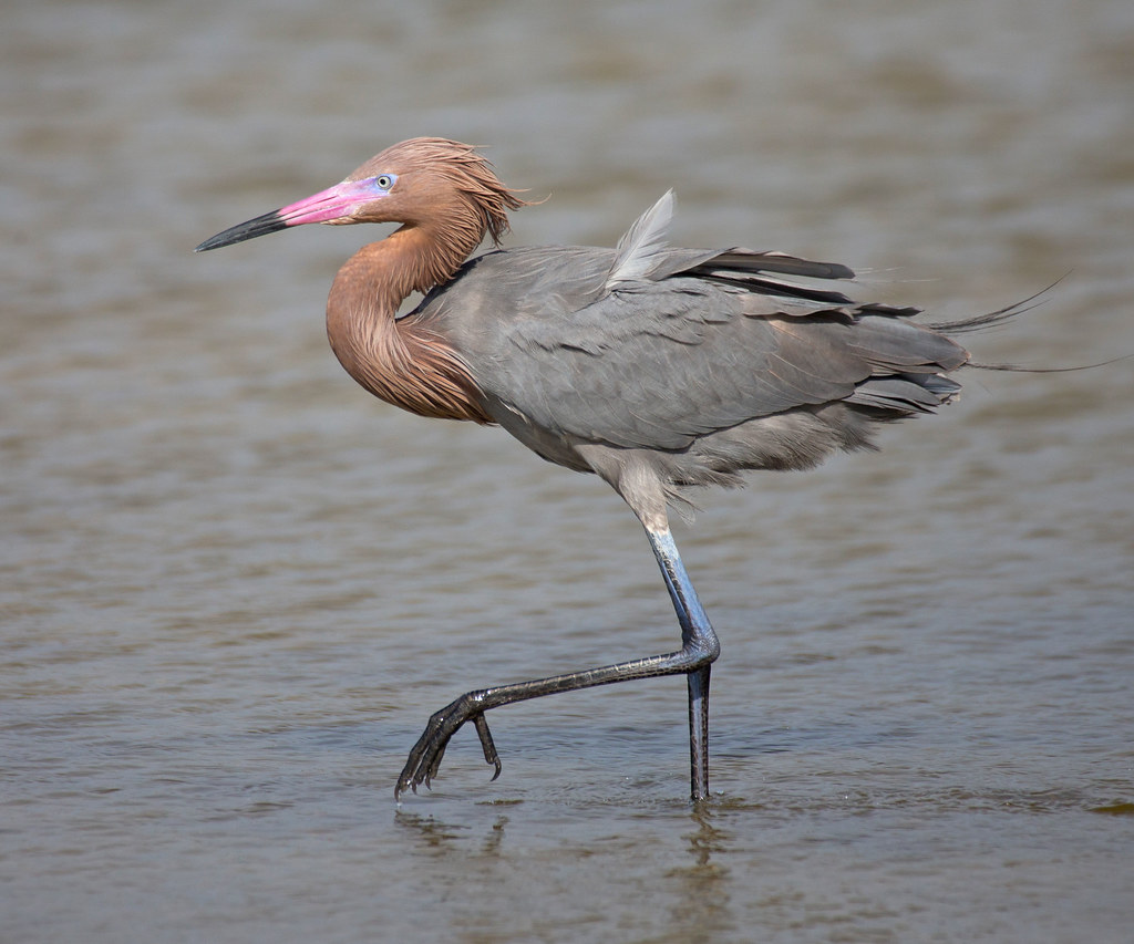 Reddish Egret Little Estero Lagoon Ft Myers Beach, FL Mark