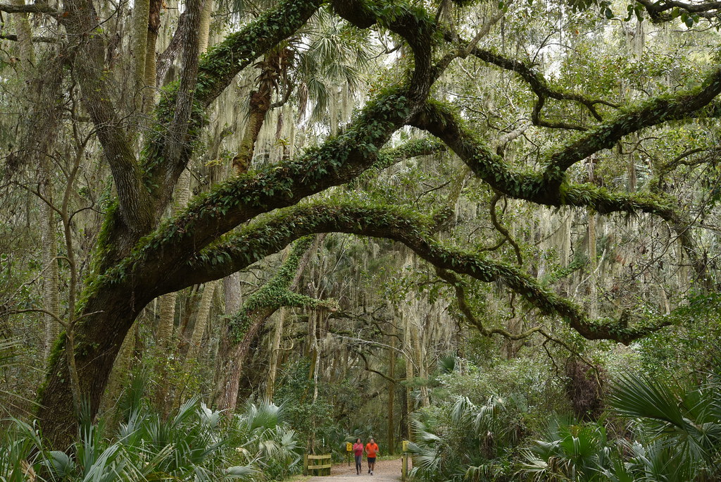 Elevation of Alexandra Woods Dr, DeBary, FL, USA Topographic Map