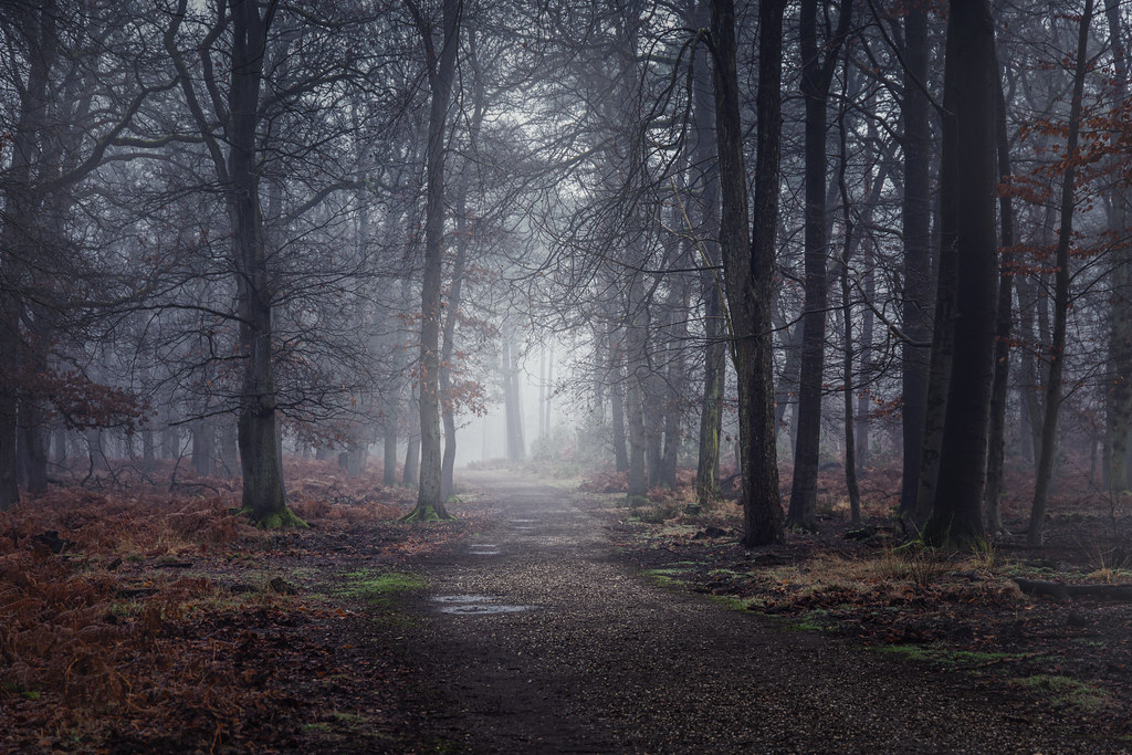 Diersfordter Wald Diersfordt Forest *Photofreaks* Flickr