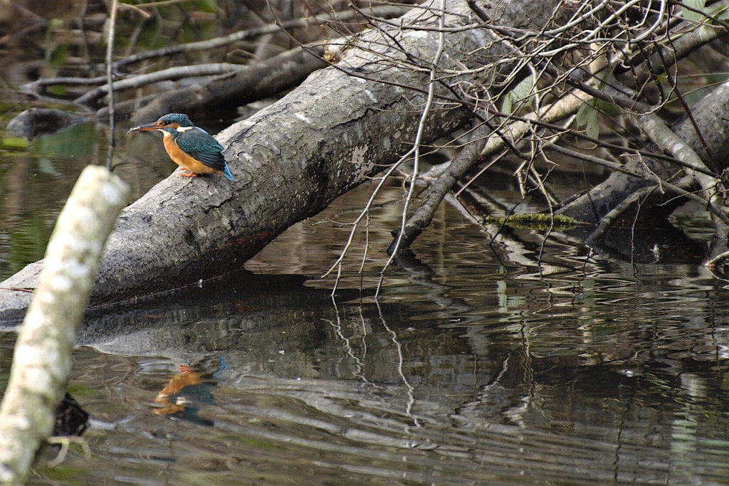 FEMALE KINGFISHER Walkers Dam Aberdeen Scotland Donald Douglas Flickr
