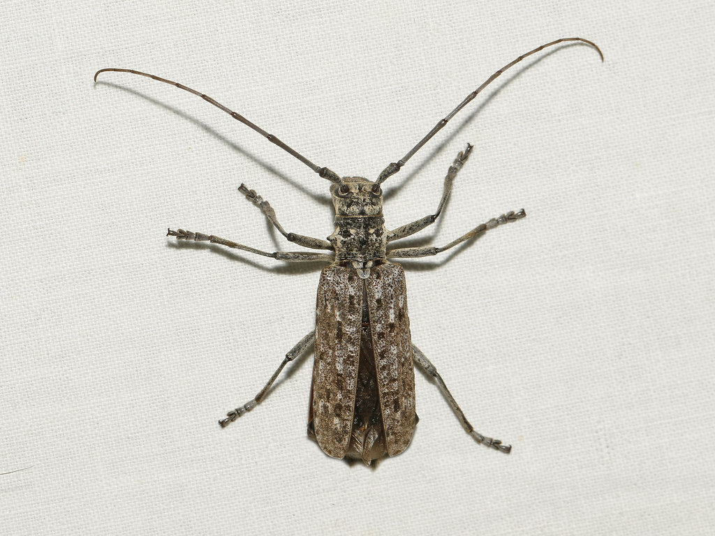 Monochamus notatus (Northeastern Pine Sawyer Beetle) Coc… Flickr