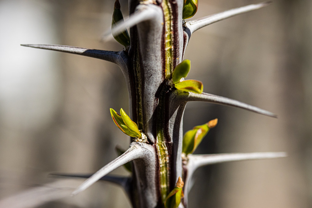 OcotilloNew Growth New leaves of ocotillo Fouquieria spl… Flickr