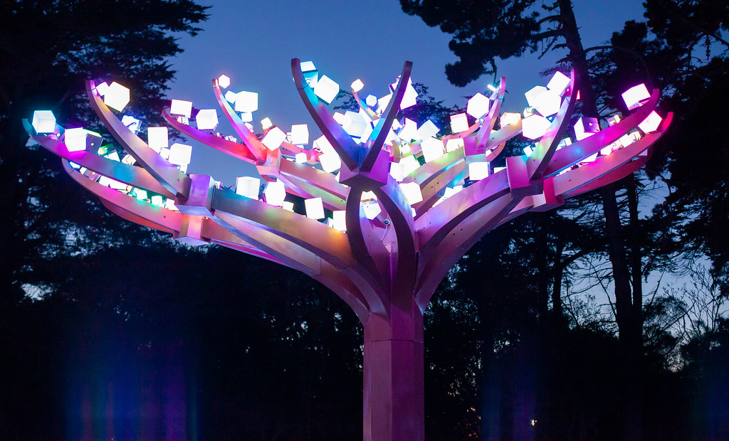 Entwined at Golden Gate Park Lu Flickr