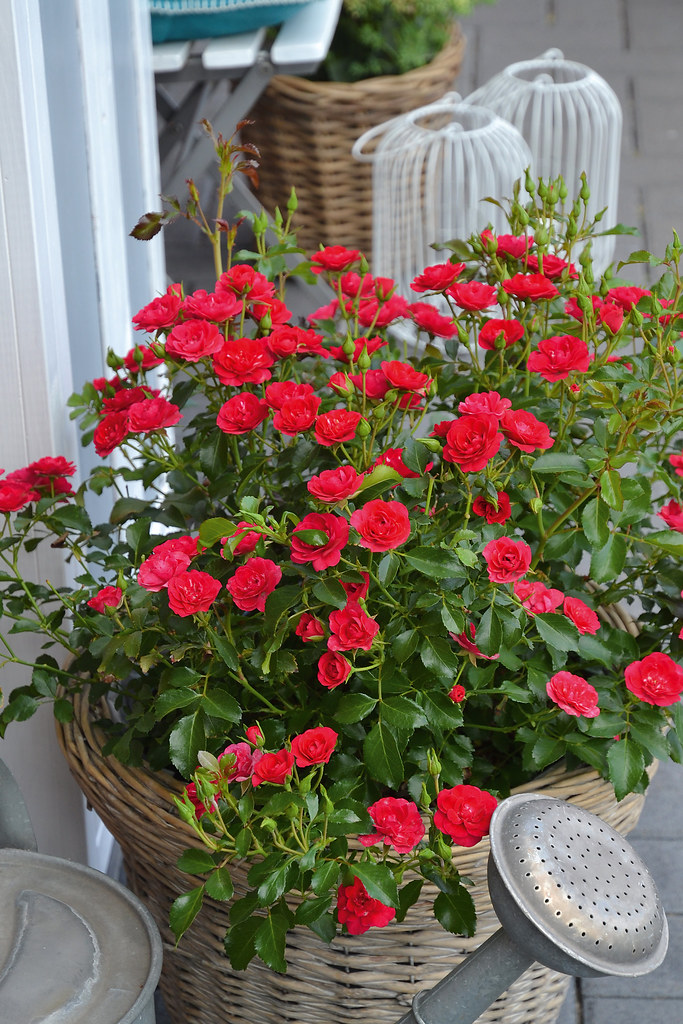 Flower Carpet Mini Cherry Flickr