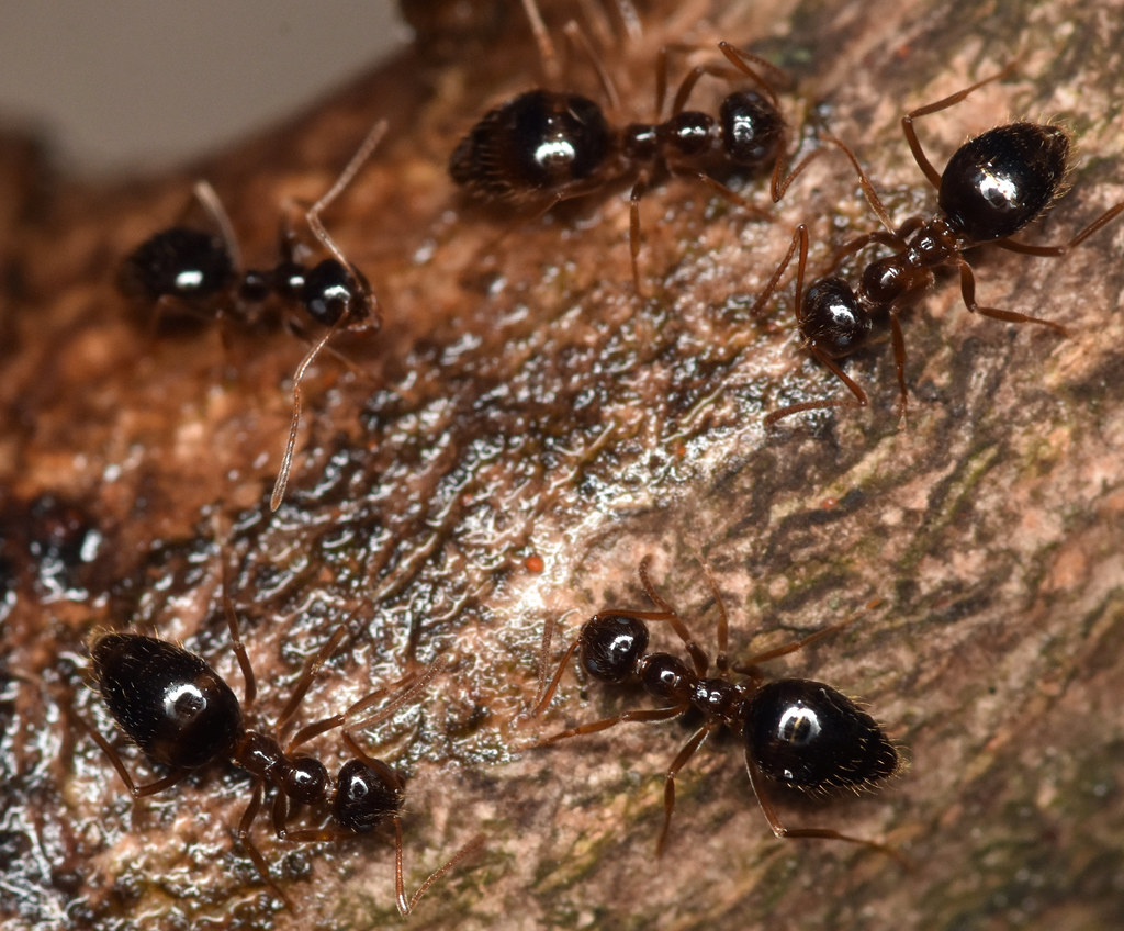 winter ants Attracted to leaking sap on silver maple, Nepo… Flickr