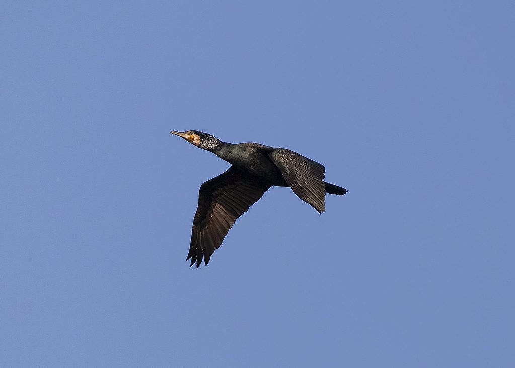 Cormorant Cormorant Scott Flickr