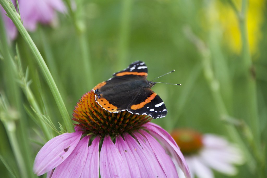 Toronto Ontario Canada Edwards Gardens Botanical Garden