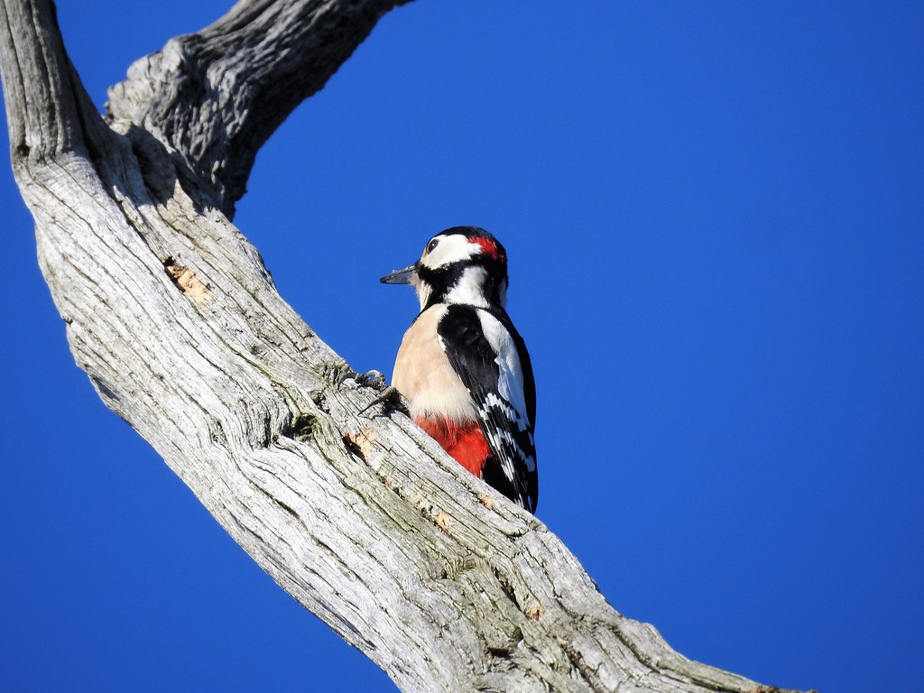 Woodpecker, Staircase Lane Paul Dyus Flickr