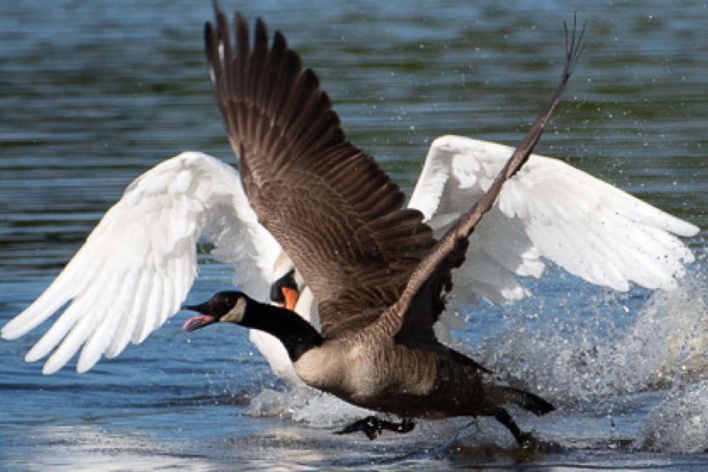 Mute Swan vs Canada Goose Spencer Long Flickr