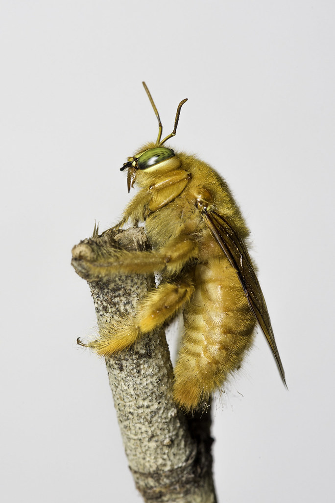 Valley Carpenter Bee male, Xylocopa sonorina1 Stuart Wilson Flickr