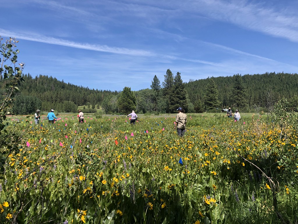 Surveying for Wenatchee checkermallow a photo on Flickriver