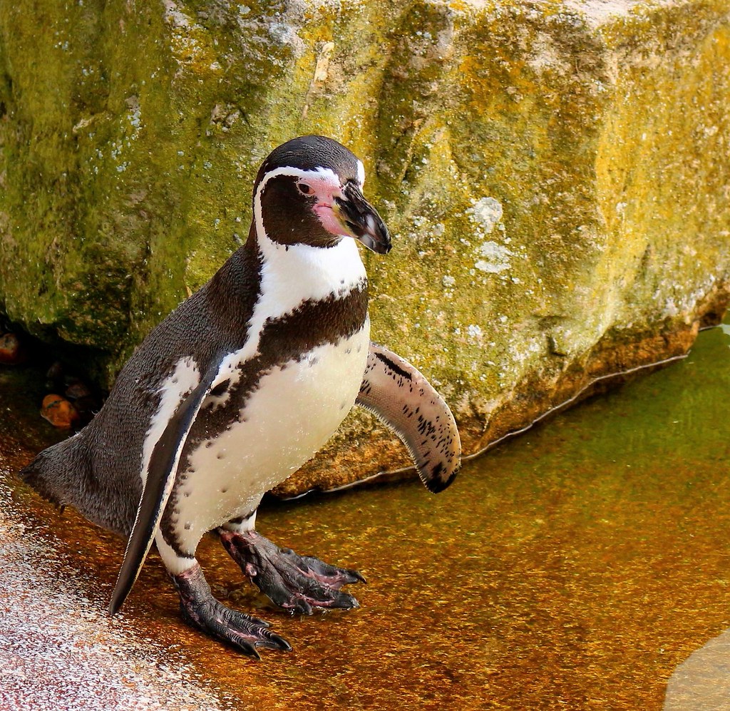 Pick Up A Penguin! Penguins at Marwell Zoo in Hampshire En… Flickr