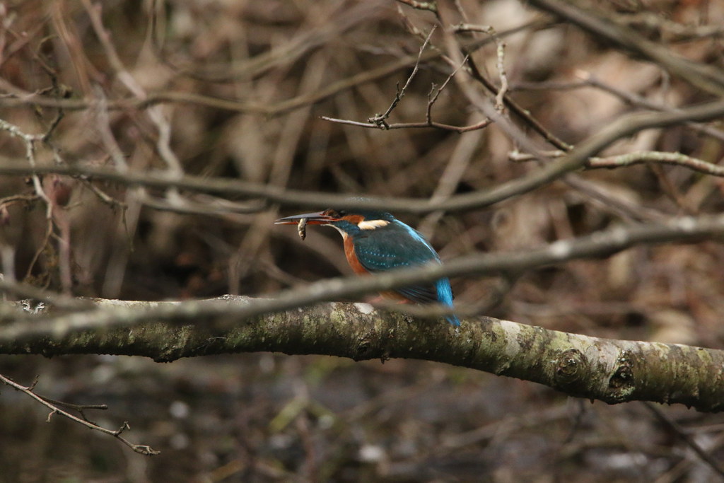 IMG_2503 Kingfisher, Aberdeen Monika Carrie Flickr