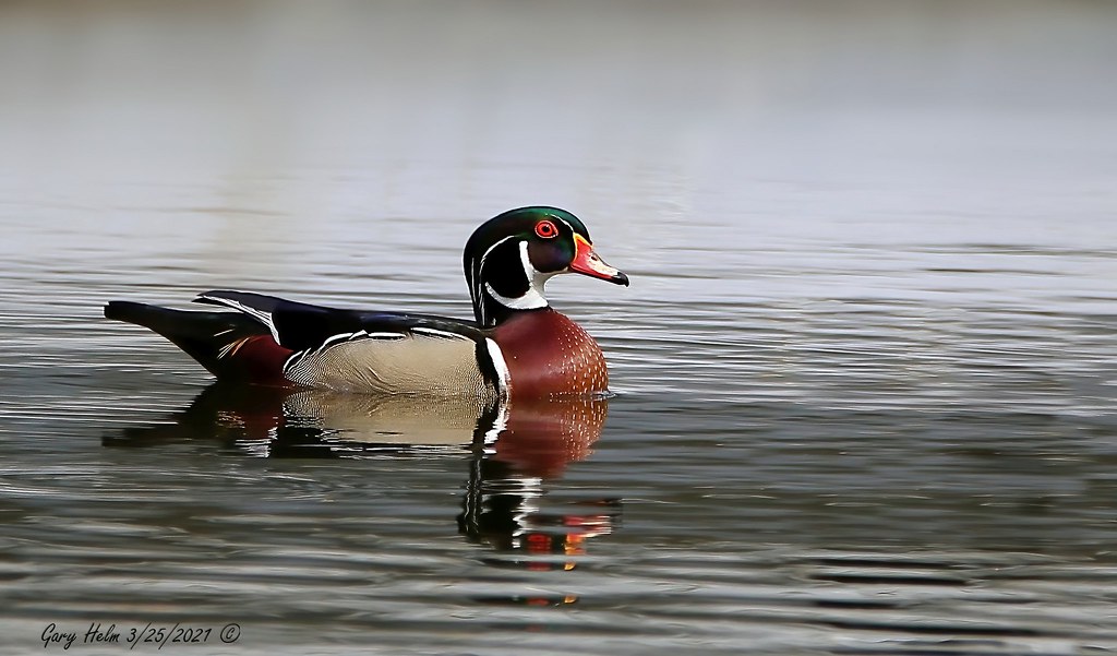 Wood Duck Wood ducks are one of Florida’s most beautiful s… Flickr