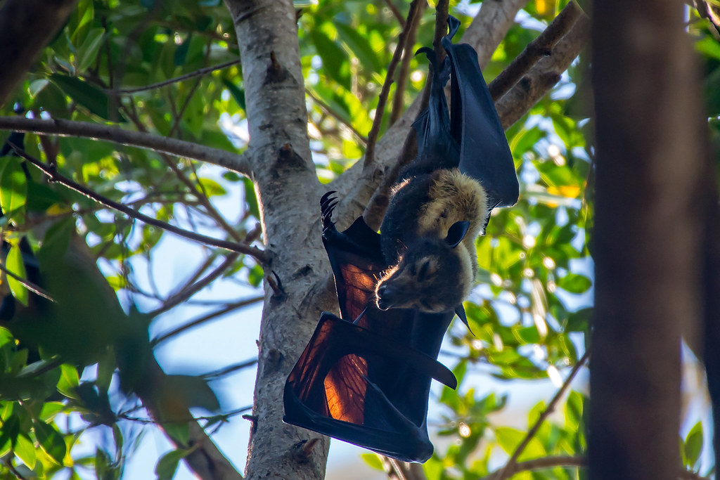 Fruit Bat Cairns, Australia Richard Deakins Flickr