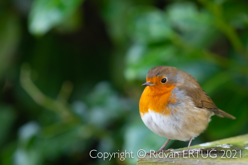 Robin / Erithacus rubecula Taken at Bradgate Park Northw… Flickr