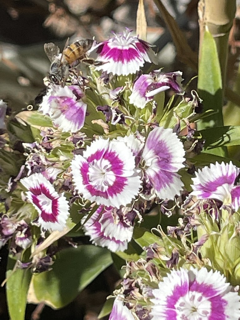 Bee on Dianthus Flower Cluster A Garden Stroll's Discoveri… Flickr