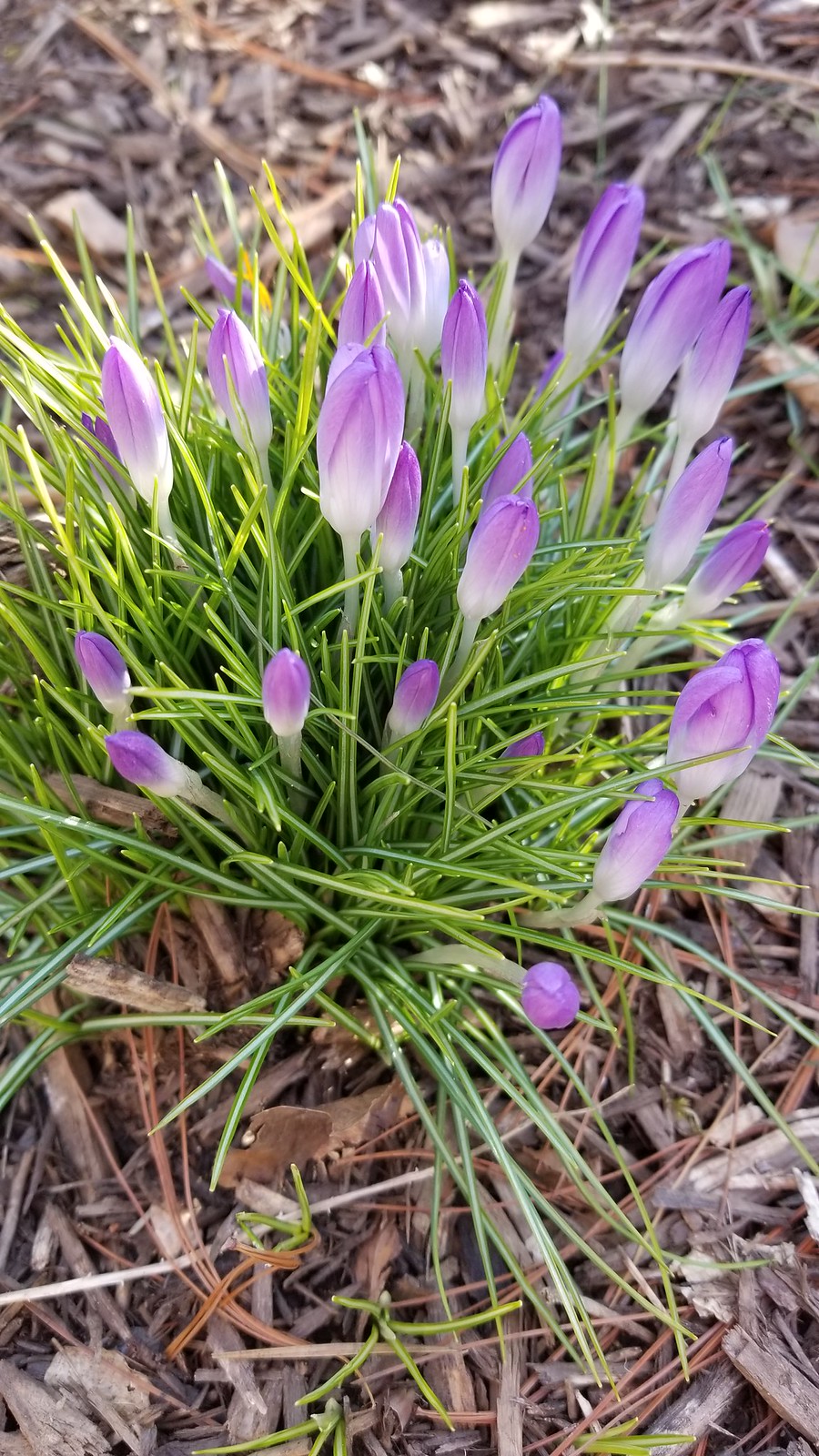 March 2021 Section B Early flowering bulbs Flickr