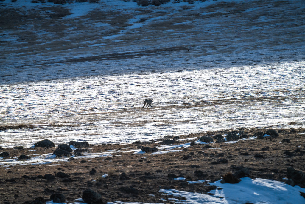 Lone Wolf Yellowstone National Park Winter Wildlife Sony A… Flickr