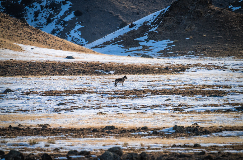 Lone Wolf Yellowstone National Park Winter Wildlife Sony A… Flickr