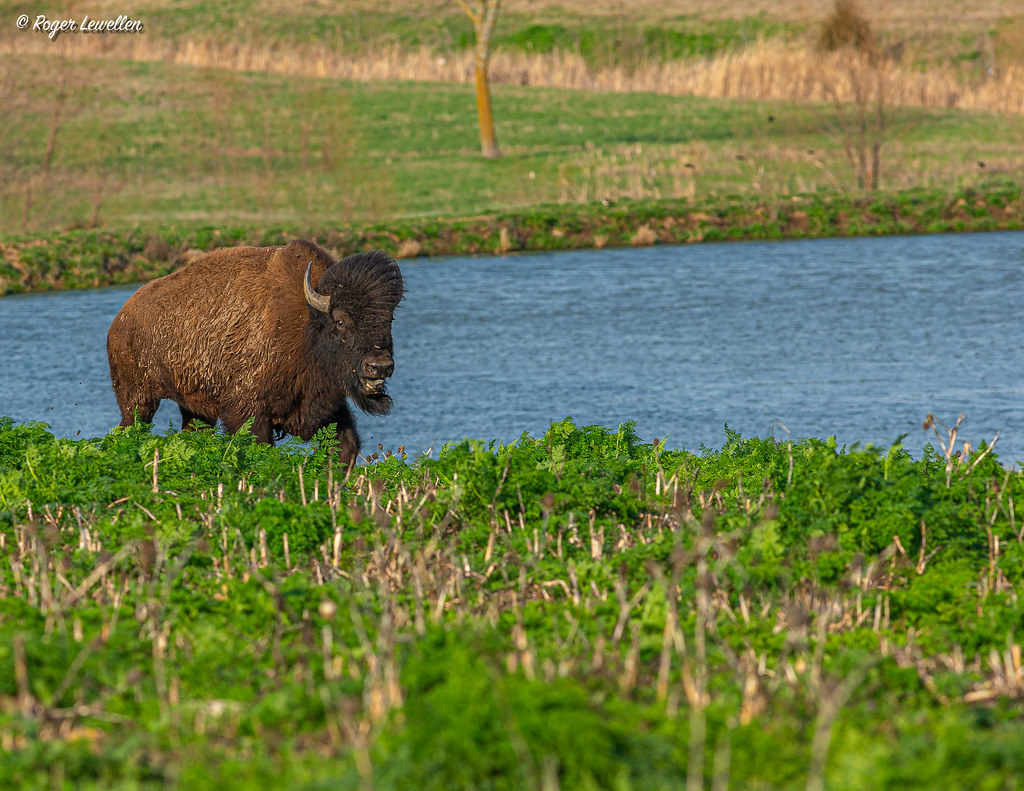 A18K1816.jpg Roger Lewellen Flickr